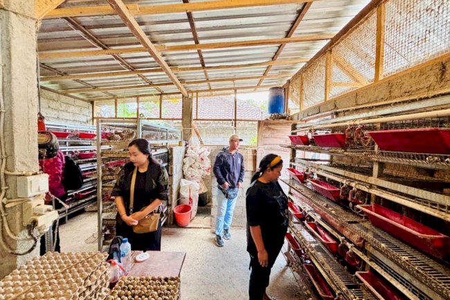 Dorong Kemandirian, Bapas Denpasar Bekali Klien Keterampilan Budidaya Puyuh