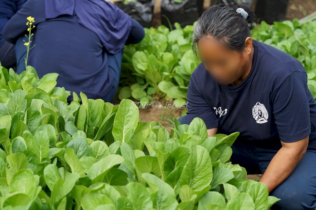 Panen 25 Kg Sawi, Warga Binaan Lapas Perempuan Malang Terima Premi