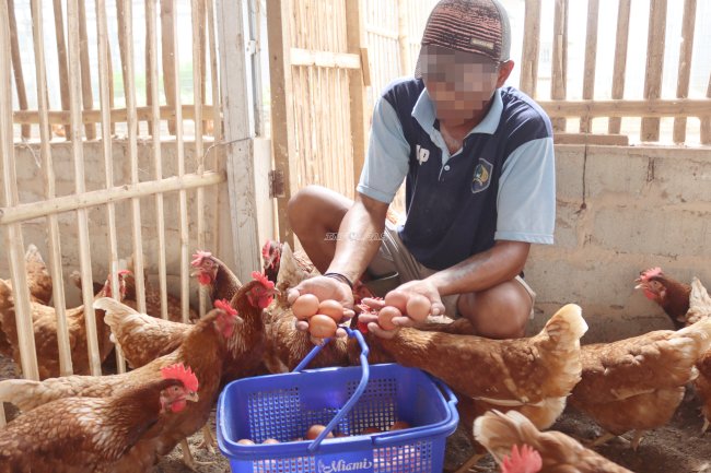 289 Butir Telur Dipanen, Produktivitas Ayam Petelur Lapas Batulicin Meningkat