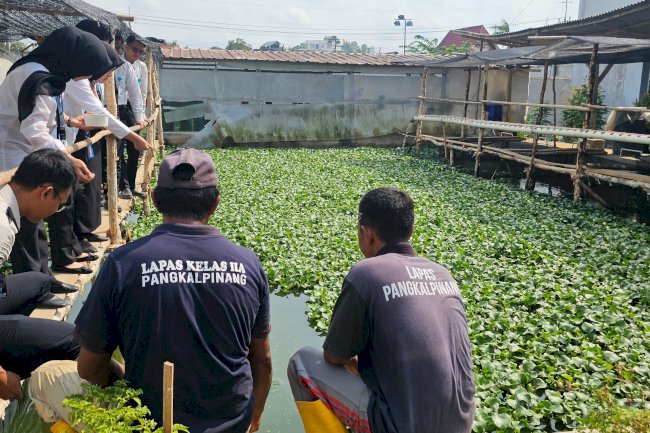 Agroedupark Lapas Pangkalpinang Kembangkan Budidaya Nila Produktif