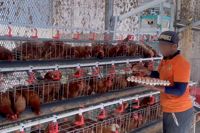 Lapas Pemuda Madiun Panen 440 Butir Telur dari Budidaya Ayam Petelur