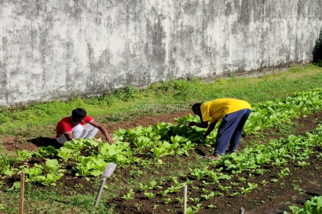 Lahan SAE Produktif, Warga Binaan Lapas Tual Sukses Panen 28 Kilogram Sawi Segar
