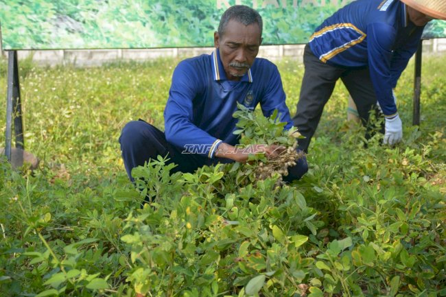 Lapas Terbuka Kendal Panen Kacang Tanah, Hasil Ditaksir Capai 5 Kwintal