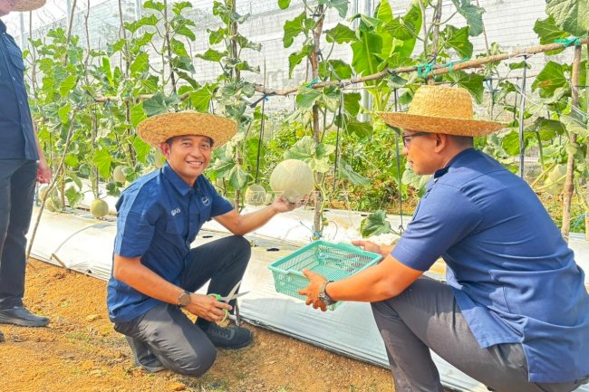 Lapas Banjarbaru Panen Raya Melon dan Jagung, Perkuat Dukungan Ketahanan Pangan