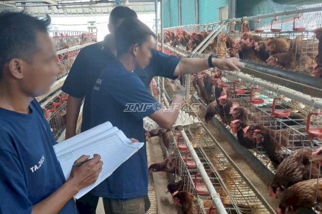 Tiga Bulan Berjalan, Peternakan Lapas Cipinang Hasilkan Lebih dari 16.700 Telur