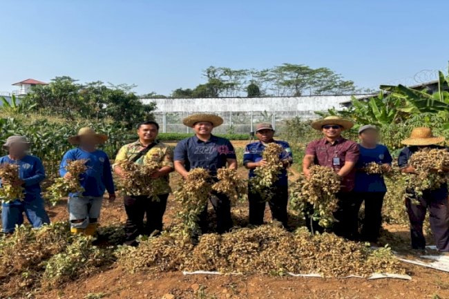 Lapas Banjarbaru Panen 50 Kilogram Kacang Tanah di Lahan SAE