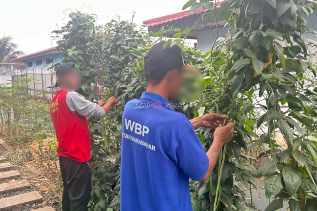 Rutan Marabahan Panen 22 Kg Kacang Panjang, Bukti Sukses Kemandirian Pangan