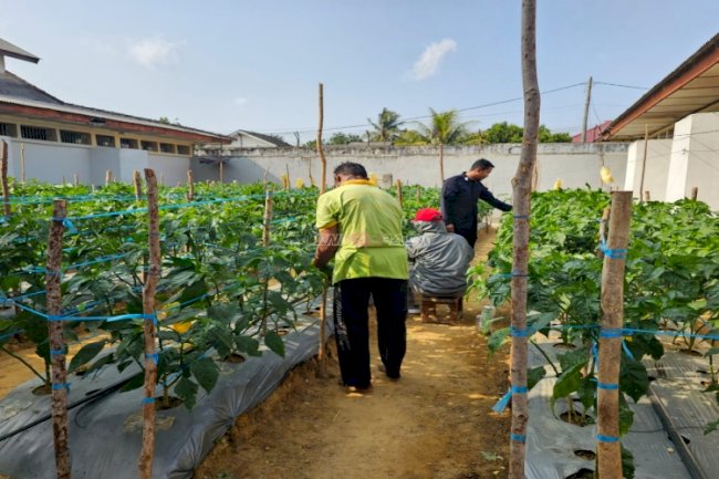  Lahan Marginal Jadi Produktif, Lapas Pangkalpinang Tanam 340 Cabai