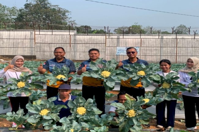 Lapas Tanjung Panen 30 Kilogram Kembang Kol dari Program Pembinaan Kemandirian Warga Binaan