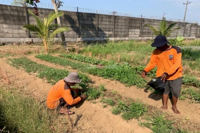 Dari Lahan Produktif ke Pasar, Lapas Terbuka Kendal Suksesk Panen Kangkung