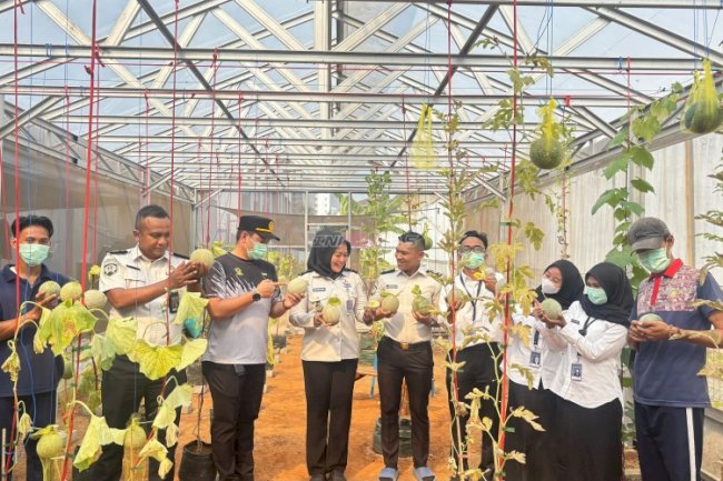 Sukses Uji Coba Budidaya Melon, Lapas Kelas I Tangerang Panen 33 Melon 