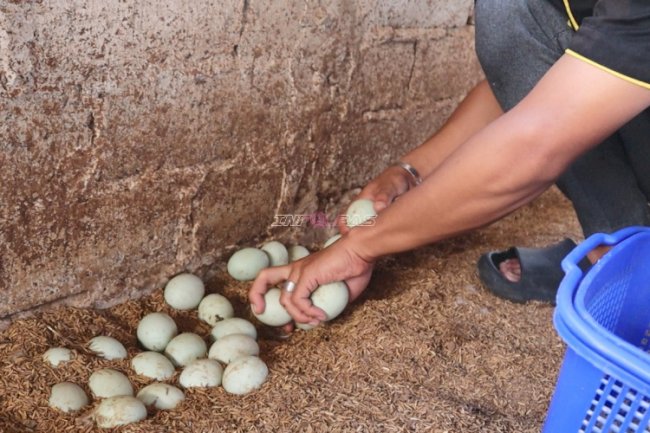 Lapas Batulicin Panen 84 Butir Telur Bebek, Bukti Konsistensi Budidaya Bebek Petelur