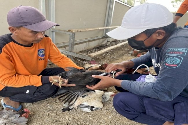 Pastikan Ayam KUB Tetap Sehat, Lapas Terbuka Kendal Lakukan Vaksin Flu Burung