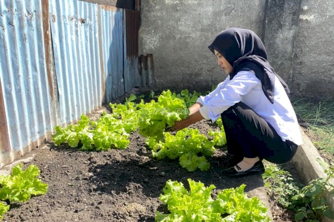 Manfaatkan Lahan Brandgang, Rutan Majene Panen 10 Kilogram Selada