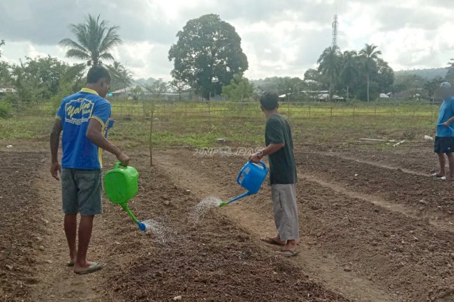 Manfaatkan Lahan Pertanian, Warga Binaan Rutan Masohi Tekuni Budidaya Kacang Tanah