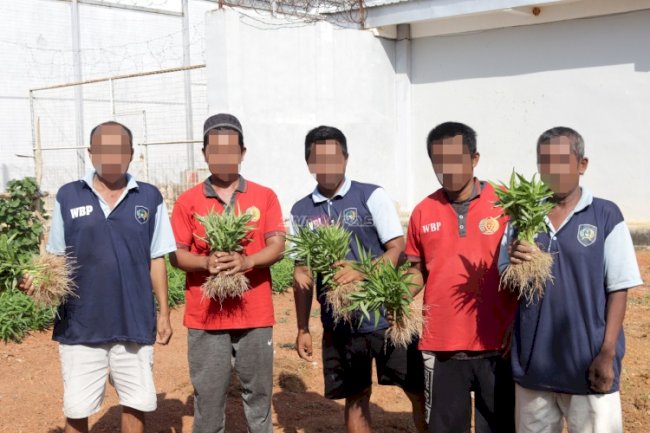 Lapas Batulicin Catat Capaian Pembinaan Pertanian, Panen 40 Kg Kangkung