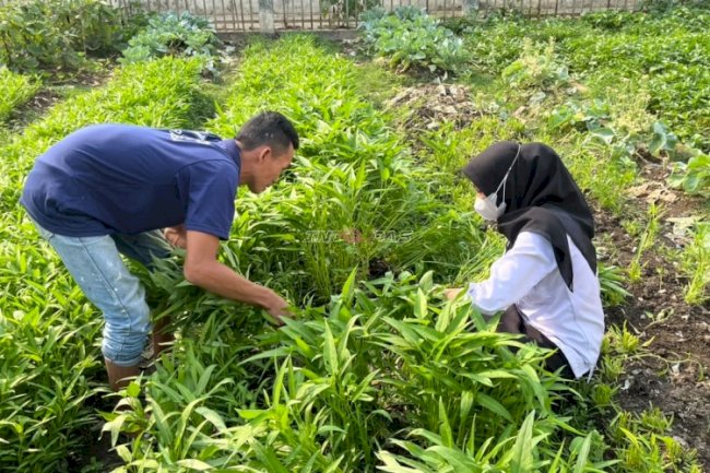 Rutan Barabai Panen 9 Kg Kangkung dan 18 Kg Tomat, Dorong Kemandirian Warga Binaan