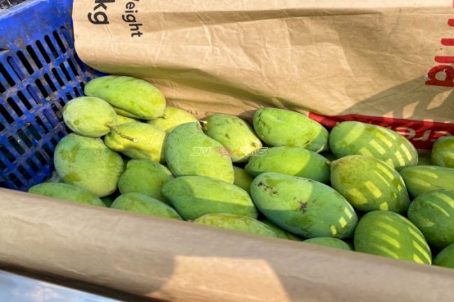 Produktif dan Bernilai Ekonomi, Lapas Terbuka Kendal Kembali Panen Mangga Manalagi Situbondo