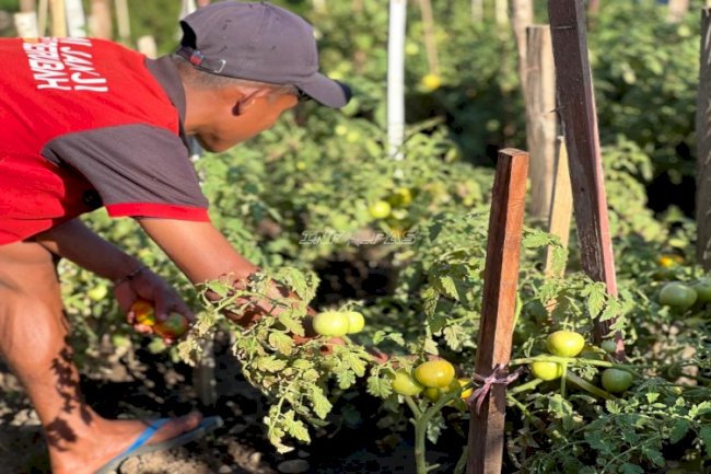 Panen Tomat, Lapas Atambua Dorong Pembinaan Kemandirian dan Ketahanan Pangan