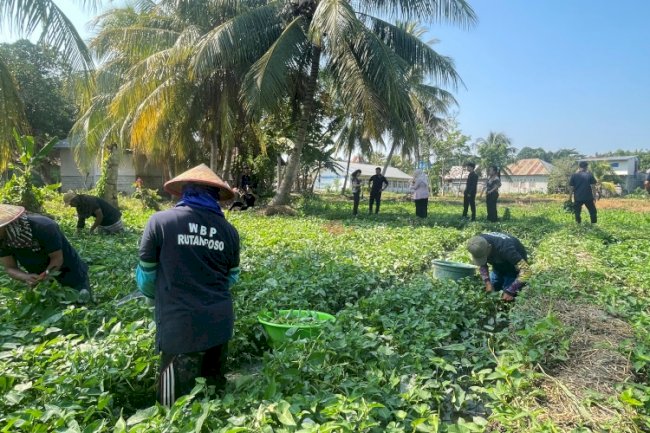 Dari Balik Jeruji, Rutan Poso Panen Kangkung untuk Masyarakat