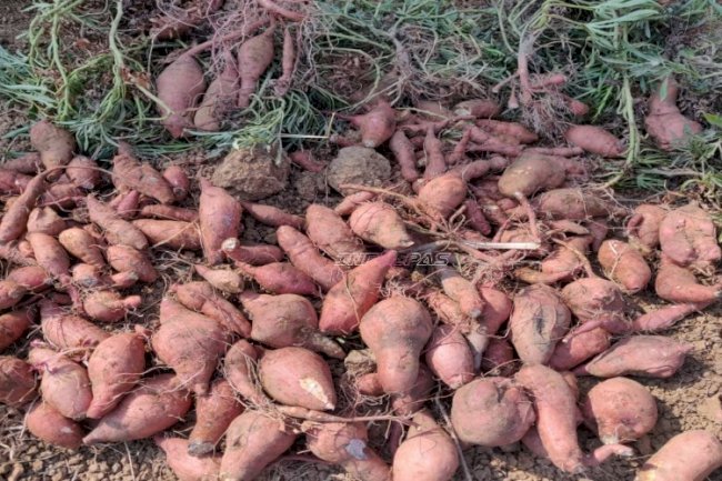 Panen 15 Kg Ubi Jalar, Lapas Narkotika Karang Intan Dorong Produktivitas Warga Binaan 