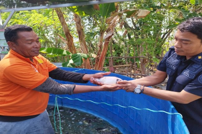 Budidaya Perikanan Sukses, Lapas Namlea Panen 20 Kilogram Ikan nila