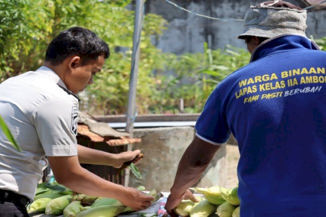 Lapas Ambon Panen 25 Kilogram Jagung Manis dari Pemanfaatan Lahan Tidur