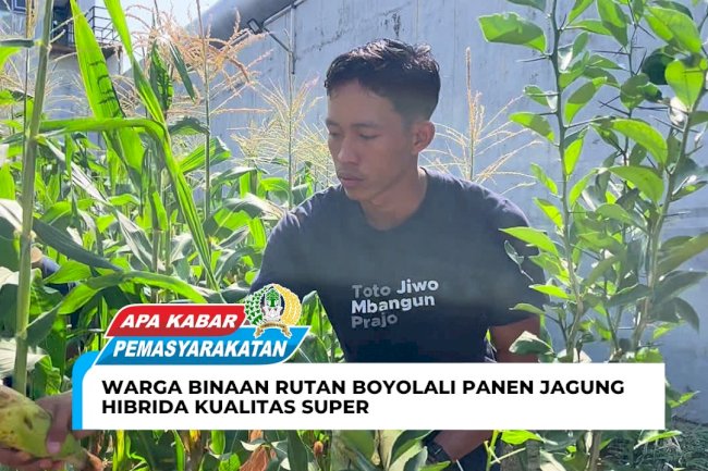 Warga Binaan Rutan Boyolali Panen Jagung Hibrida Kualitas Super