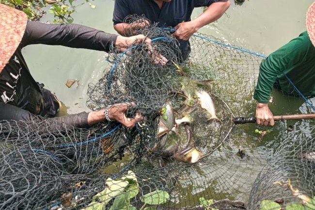 Panen 26 Kilogram Ikan Patin, Lapas Amuntai Dorong Pembinaan Produktif Warga Binaan