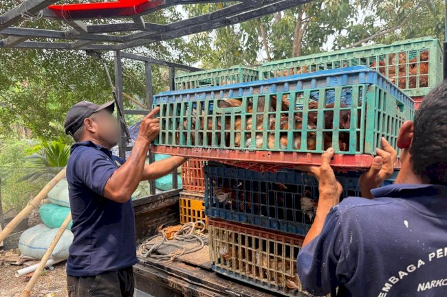 Perkuat Pembinaan Kemandirian, Lapas Narkotika Muara Sabak Tambah Ayam Petelur dan Perluas Kandang