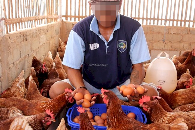 Peternakan Produktif, Lapas Batulicin Kembali Panen 297 Butir Telur Ayam