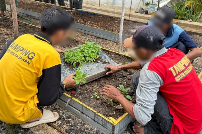 Kembangkan Potensi Lahan, Warga Binaan Rutan Marabahan Mulai Budidayakan Sawi