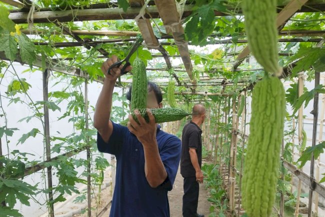 Konsisten Produktif, Rutan Kebumen Kembali Panen Pare 14 Kilogram