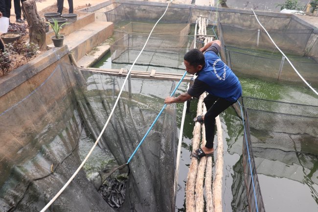 Panen 17 Kilogram Lele, Lapas Tanjung Dorong Kemandirian Warga Binaan