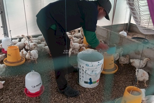Pastikan Ternak Terawat, Kalapas Amuntai Pantau Pembinaan Ayam, Itik, dan Ikan Lele