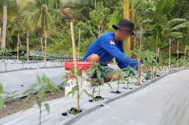 Dukung Ketahanan Pangan, Rutan Majene Rawat Tanaman Cabai di SAE RUTANE