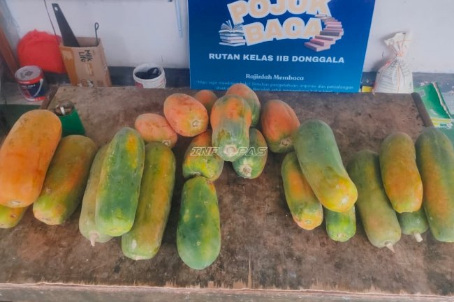 Warga Binaan Rutan Donggala Panen 20 Kilogram Pepaya California 
