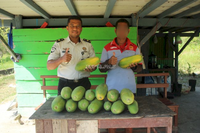 24 Pepaya California Dipanen, Lapas Piru Kembangkan Kebun Kemandirian Bernilai Ekonomi