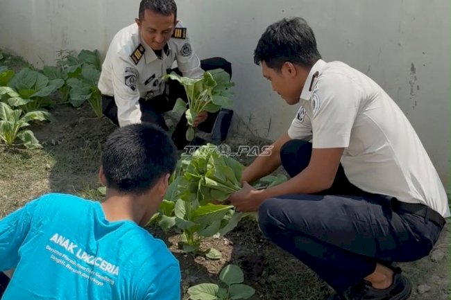 Manfaatkan Lahan Terbatas, LPKA Palu Panen 8 Kilogram Sawi Segar