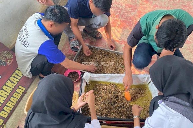Jaga Siklus Budidaya BSF, Rutan Barabai Pilih Maggot Fase Prepupa