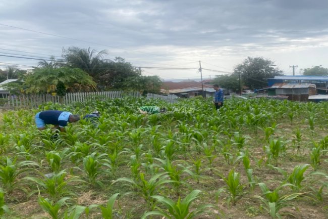 Lahan SAE Produktif, Lapas Luwuk Tumbuhkan Ketahanan Pangan dan Kemandirian