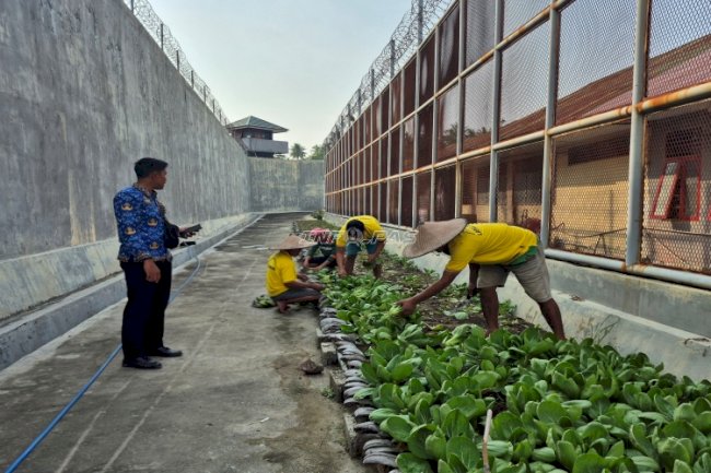 Panen Beruntun, Warga Binaan Lapas Parigi Kembali Petik 100 Ikat Pakcoy untuk Pasar Sentral