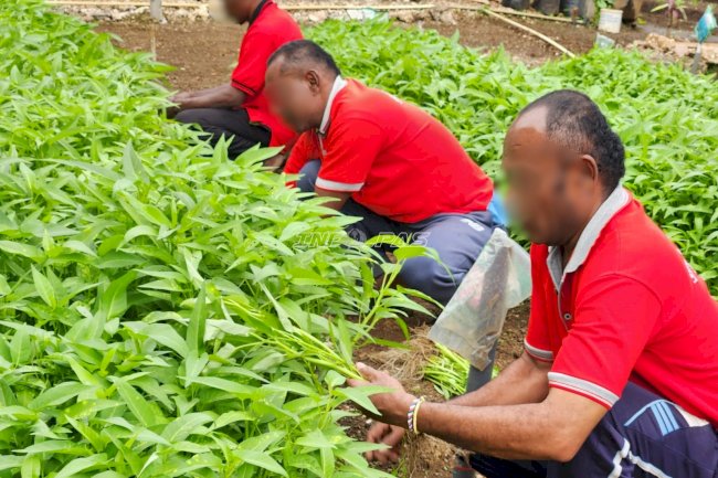 Dukung Ketahanan Pangan, Lapas Tual Panen 25 Kilogram Sayur Kangkung