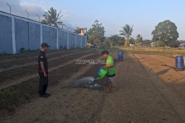 Rutan Masohi Rawat Kacang Tanah, Dukung Ketahanan Pangan dan Pembinaan Kemandirian