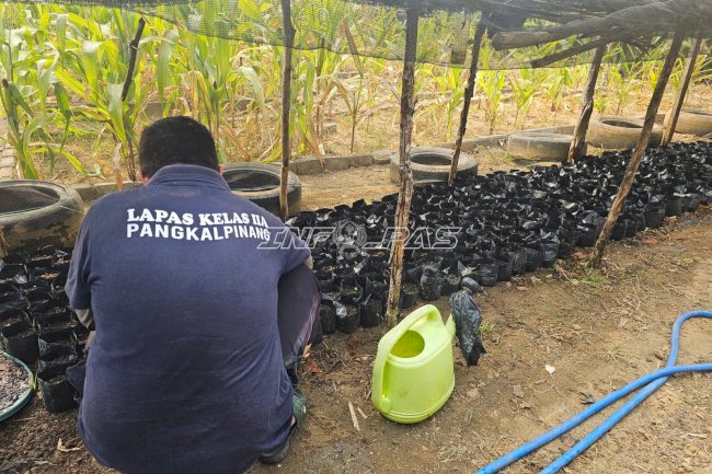 Lapas Pangkalpinang Dorong Kemandirian Warga Binaan lewat Pre Nursery Sawit Sriwijaya V