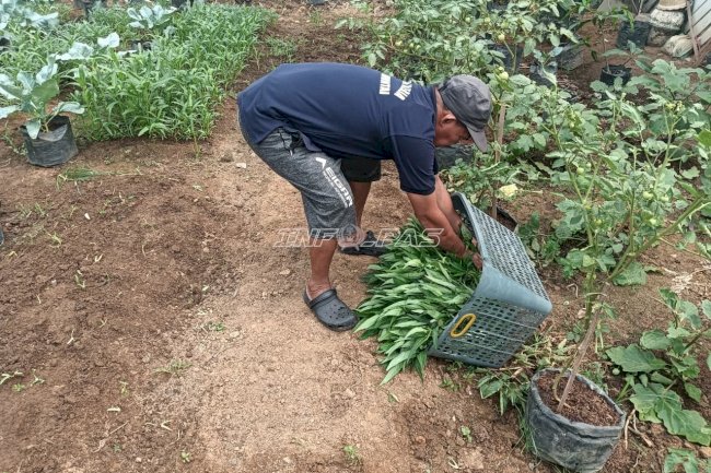 Hijau dan Produktif, Lapas Amuntai Kembali Panen 15 Kilogram Kangkung Hasil Pembinaan