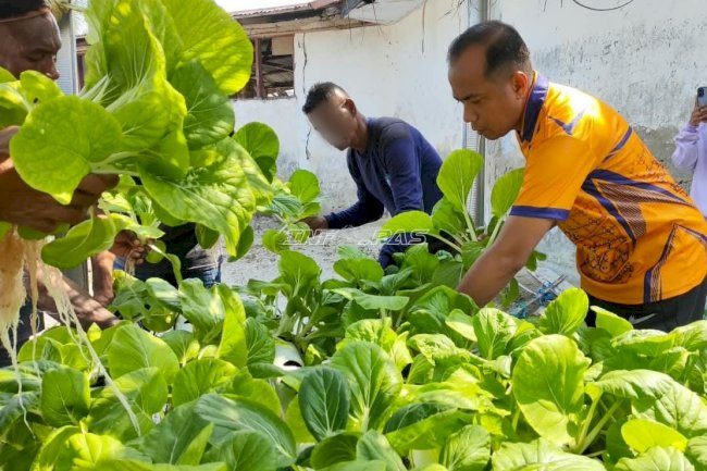Lapas Geser Panen 43 Ikat Sawi Putih bersama Warga Binaan dan Peserta Magang