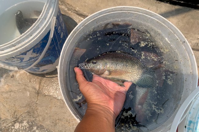 Lapas Pangkalan Bun Panen  Ikan dan Sayuran Hasil Bimbingan Kemandirian