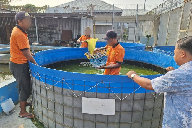 Panen 35 Kg Lele, Lapas Pemuda Madiun Dorong Pembinaan Produktif