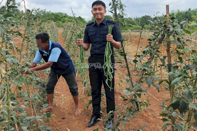 Panen 17 Kg Kacang Panjang, Lapas Batulicin Tambah Deretan Capaian Pertanian Warga Binaan